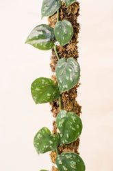 Scindapsus pictus sp. Bengkayang form 4